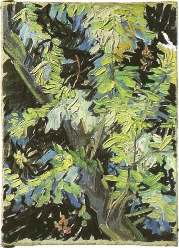 1890 branches d'acacia fleuries.jpg